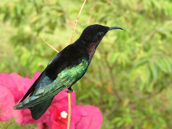 fond d ecran gratuit oiseau exotique