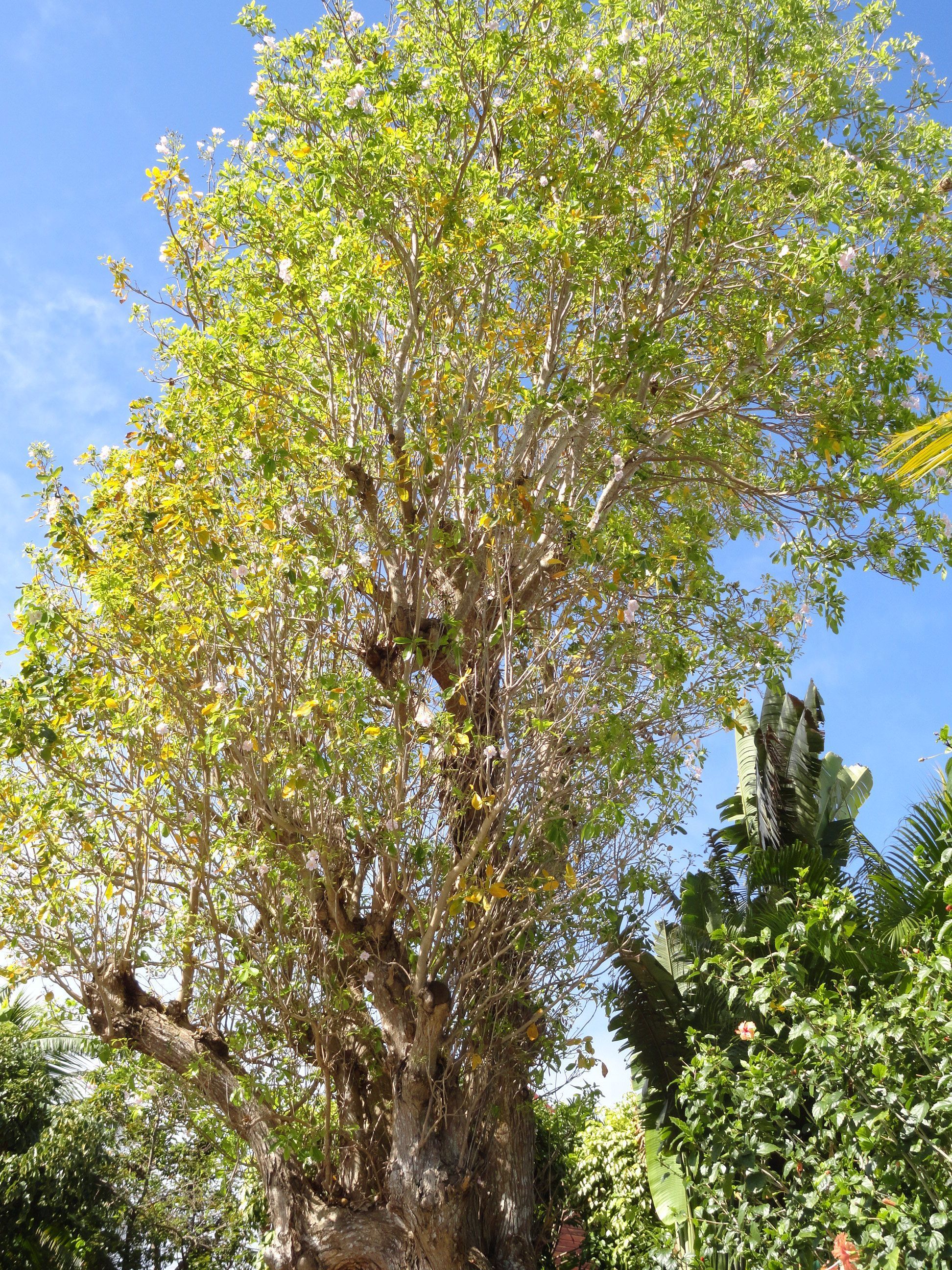 953 poirier de guadeloupe
